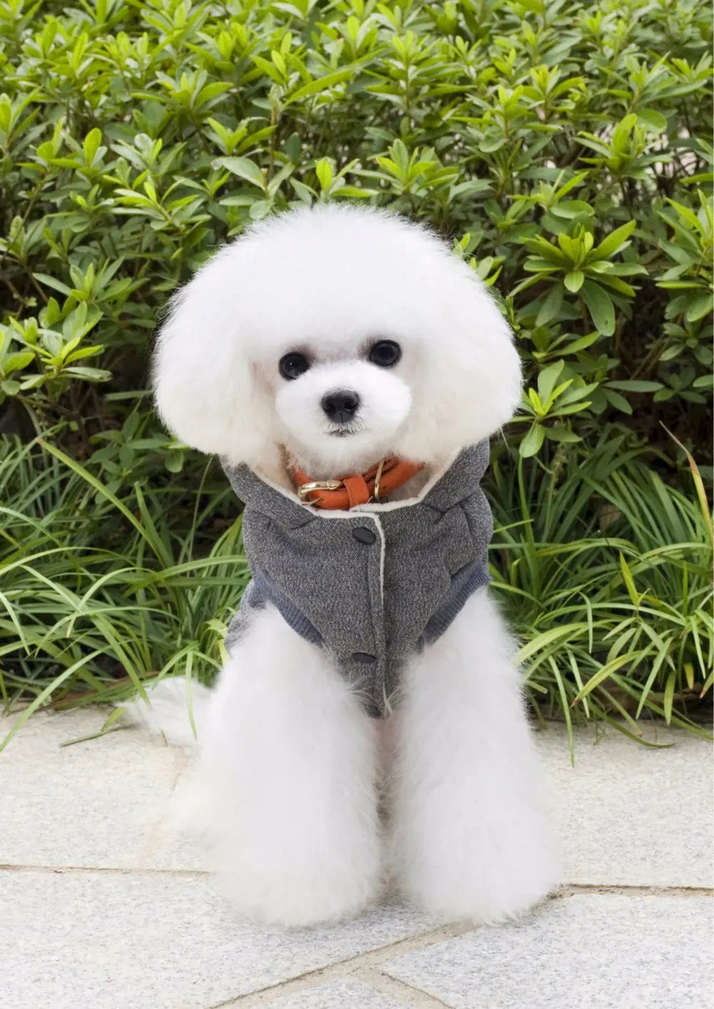 Pooch Perfect Winter Wear
